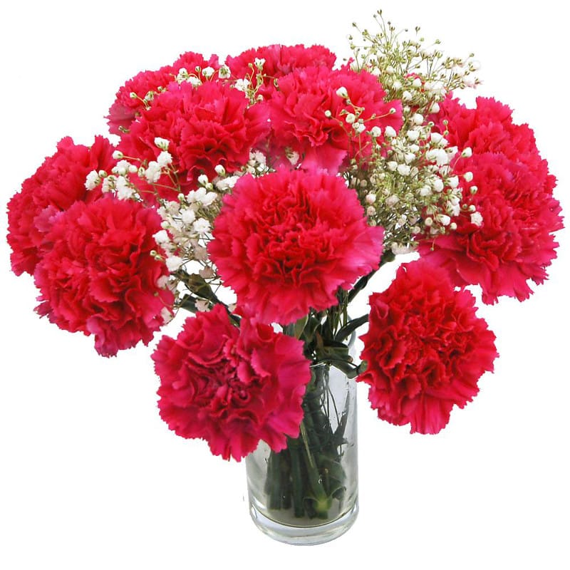 hot pink carnations