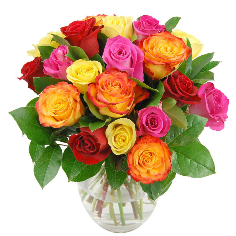 rainbow roses