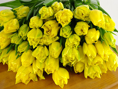 Yellowtulipjan081