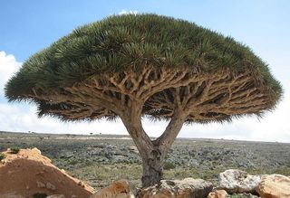 Dragons blood tree