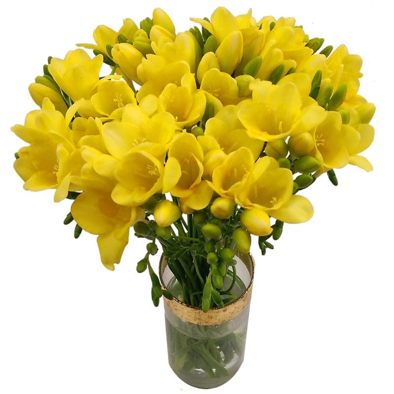 20 Yellow Freesia