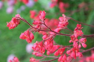 Weird and Wonderful Wednesday: Coral Bells Heuchera