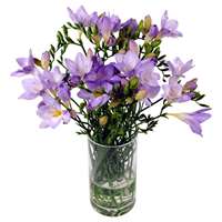 20 Lilac Freesia