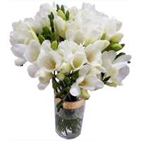 20 White Freesia