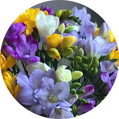 Large (+50% Extra Freesia)