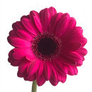 Gerbera